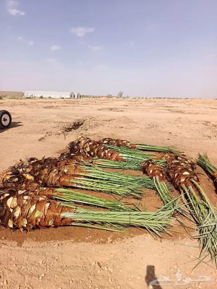 نخل للبيع المدينه ينبع نخل طيب نخيل كميات حيش ودي صنو 1