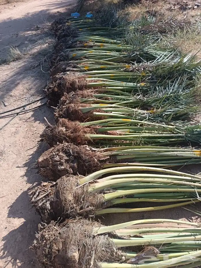 نخل للبيع المدينه ينبع نخل طيب نخيل كميات حيش ودي صنو 8