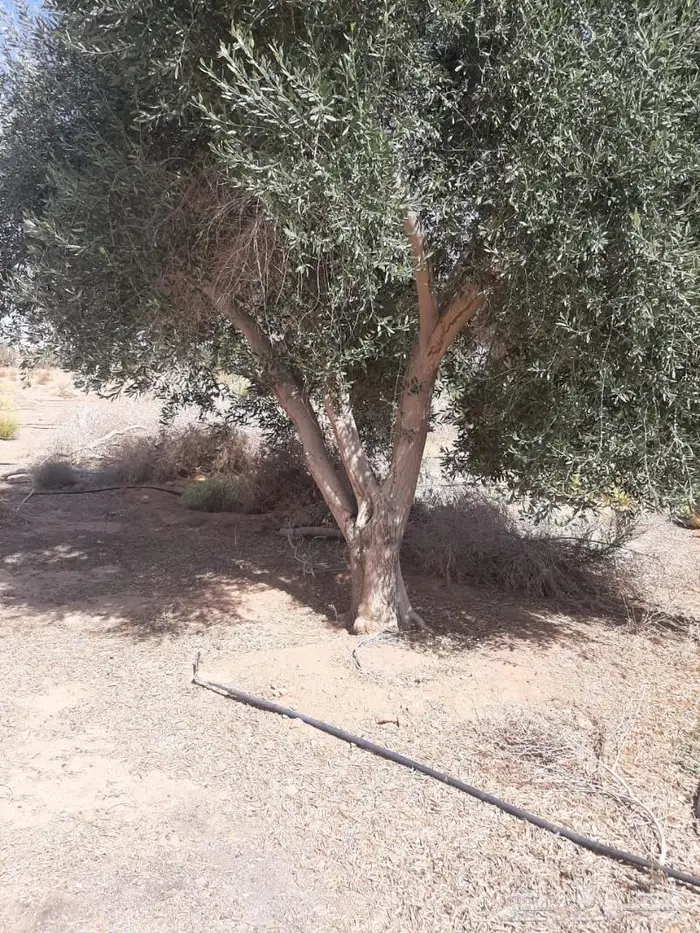 اشحار زيتون من بوصة الي5بوص و2 الي 4 متر 6