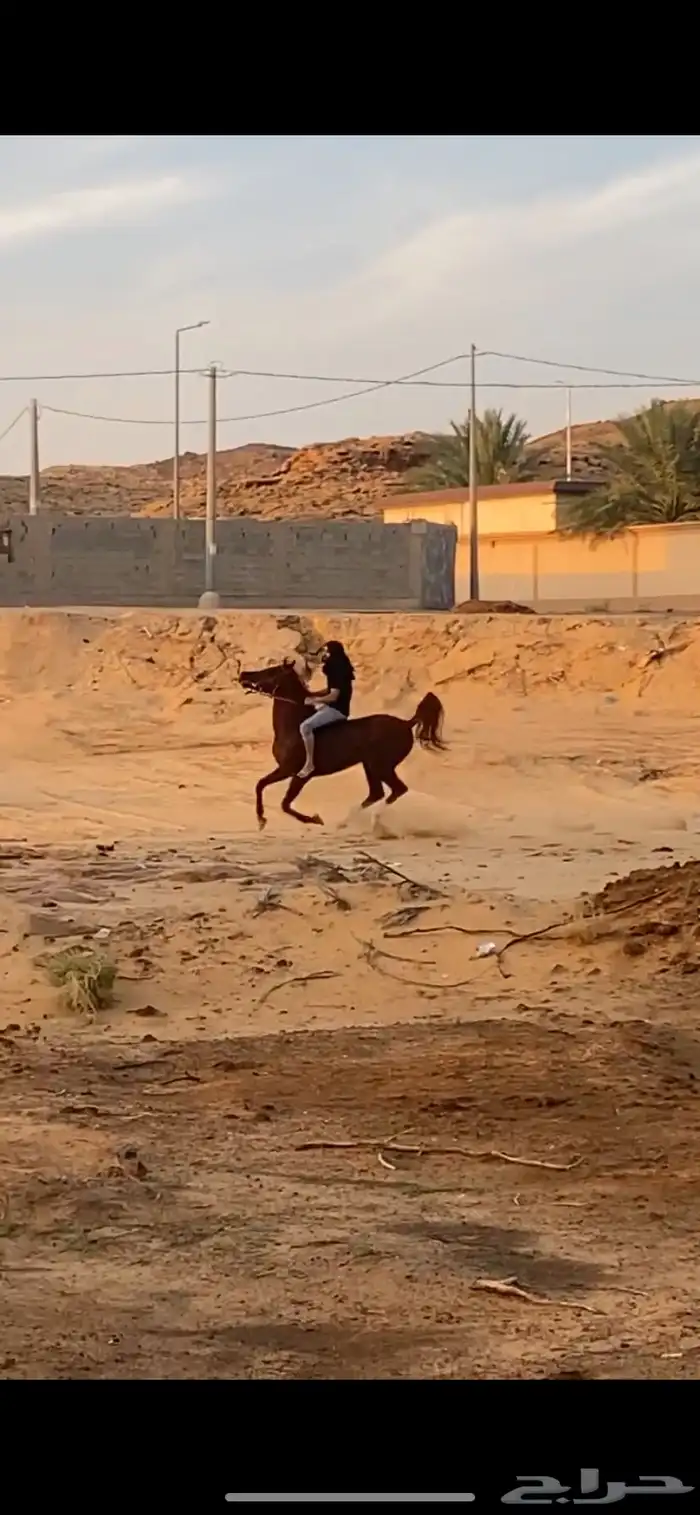 عسف وتطبيع وتدريب للخيل 2