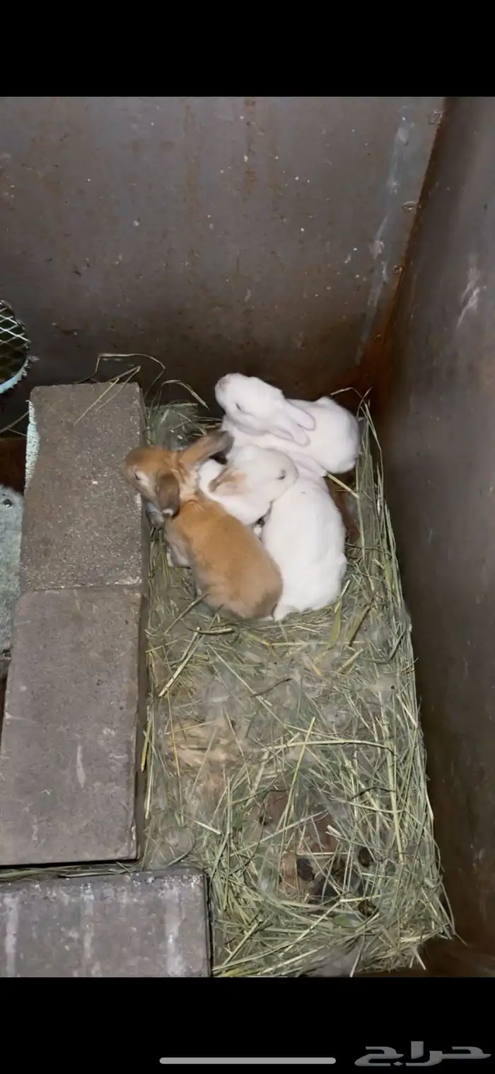 انثى ارانب فلاندر الماني مولدة (تم البيع) 1