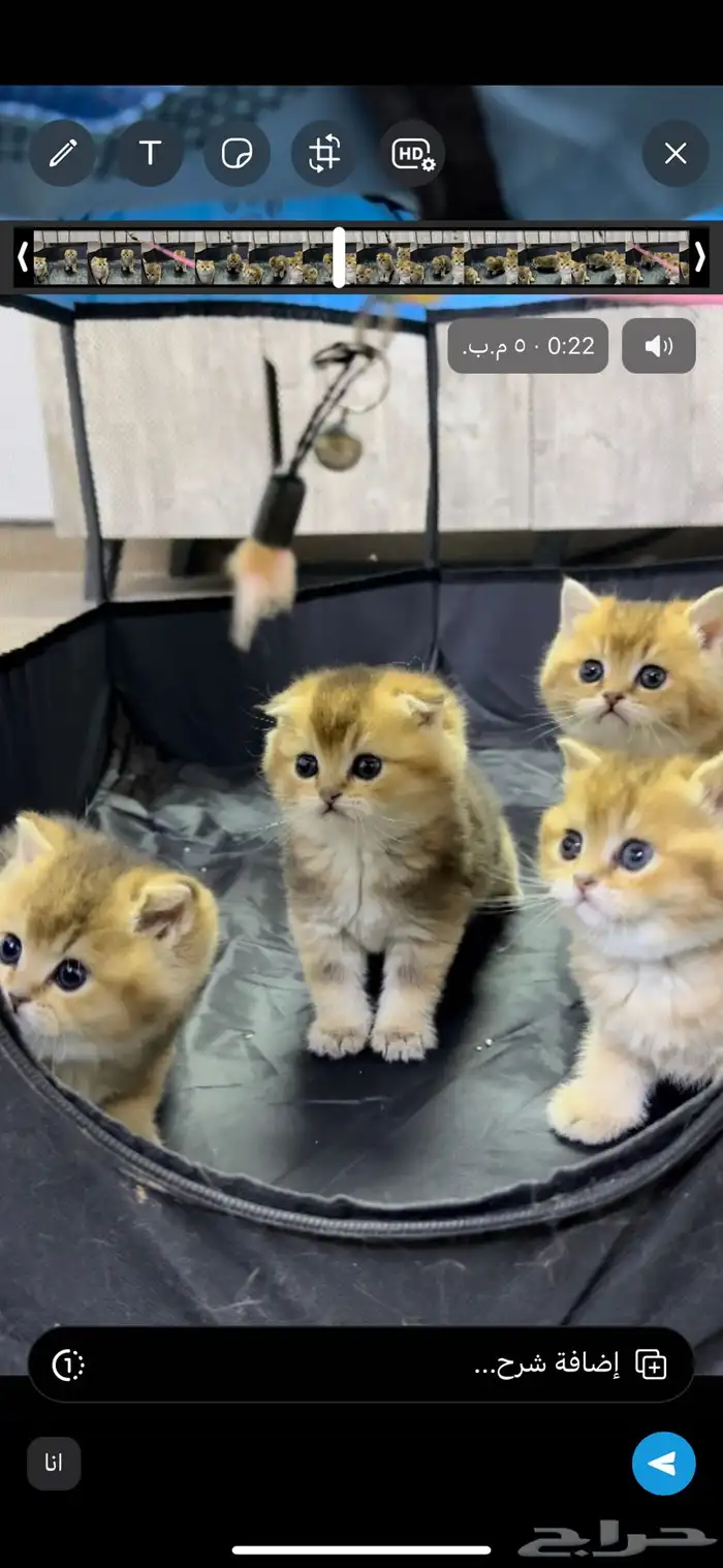 سكوتش فولد كيتنز كيتن برتش قولد سكوتش تربل فولد سكوتش ستريت 5