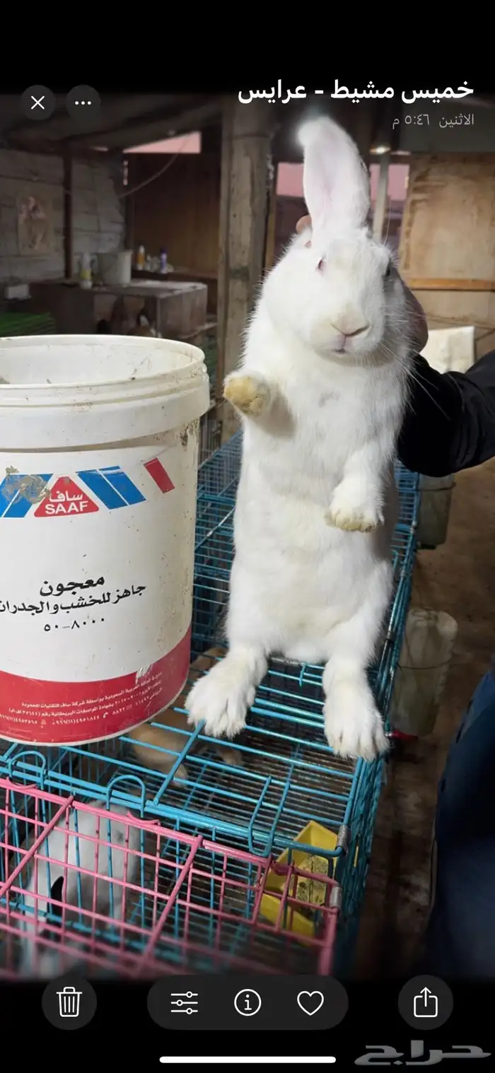 انثى ارانب فلاندر الماني مولدة (تم البيع) 0