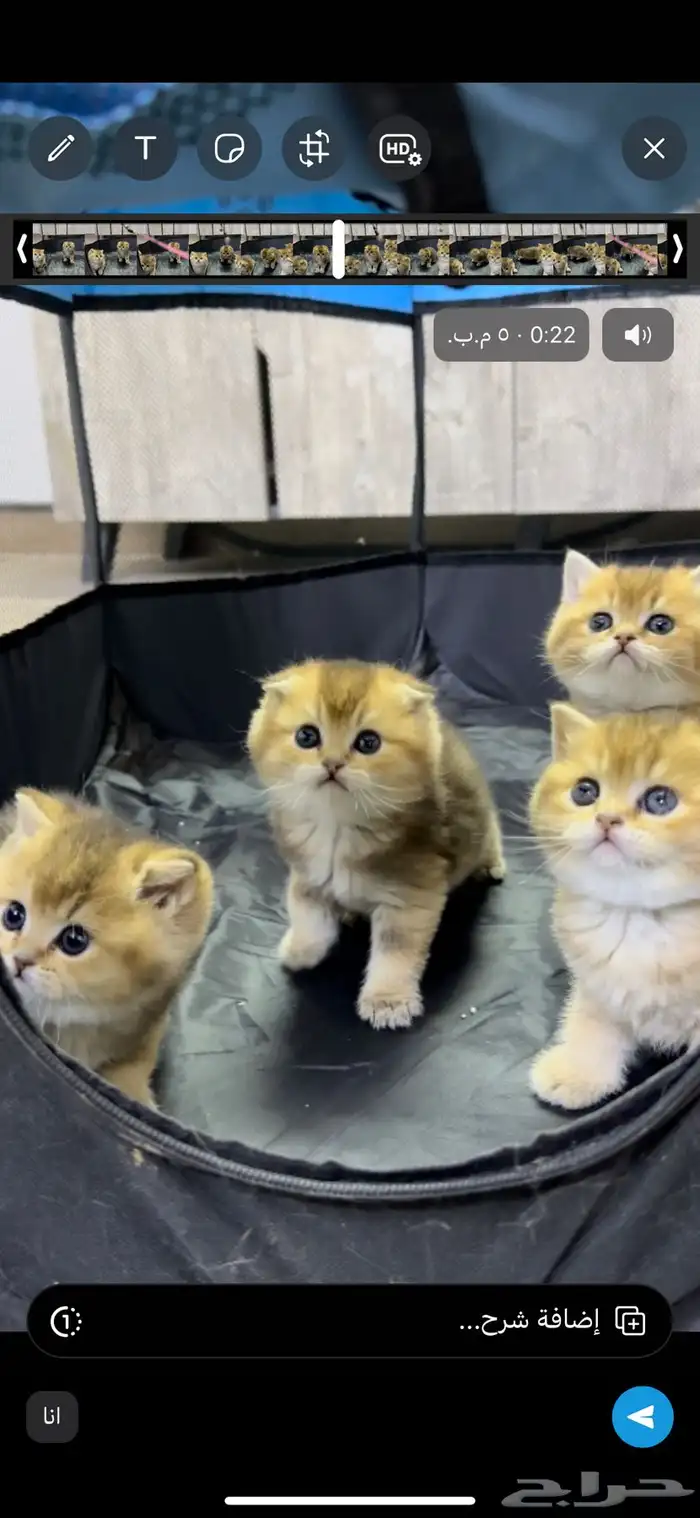 سكوتش فولد كيتنز كيتن برتش قولد سكوتش تربل فولد سكوتش ستريت 1