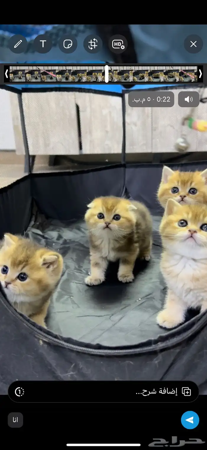 سكوتش فولد كيتنز كيتن برتش قولد سكوتش تربل فولد سكوتش ستريت 6