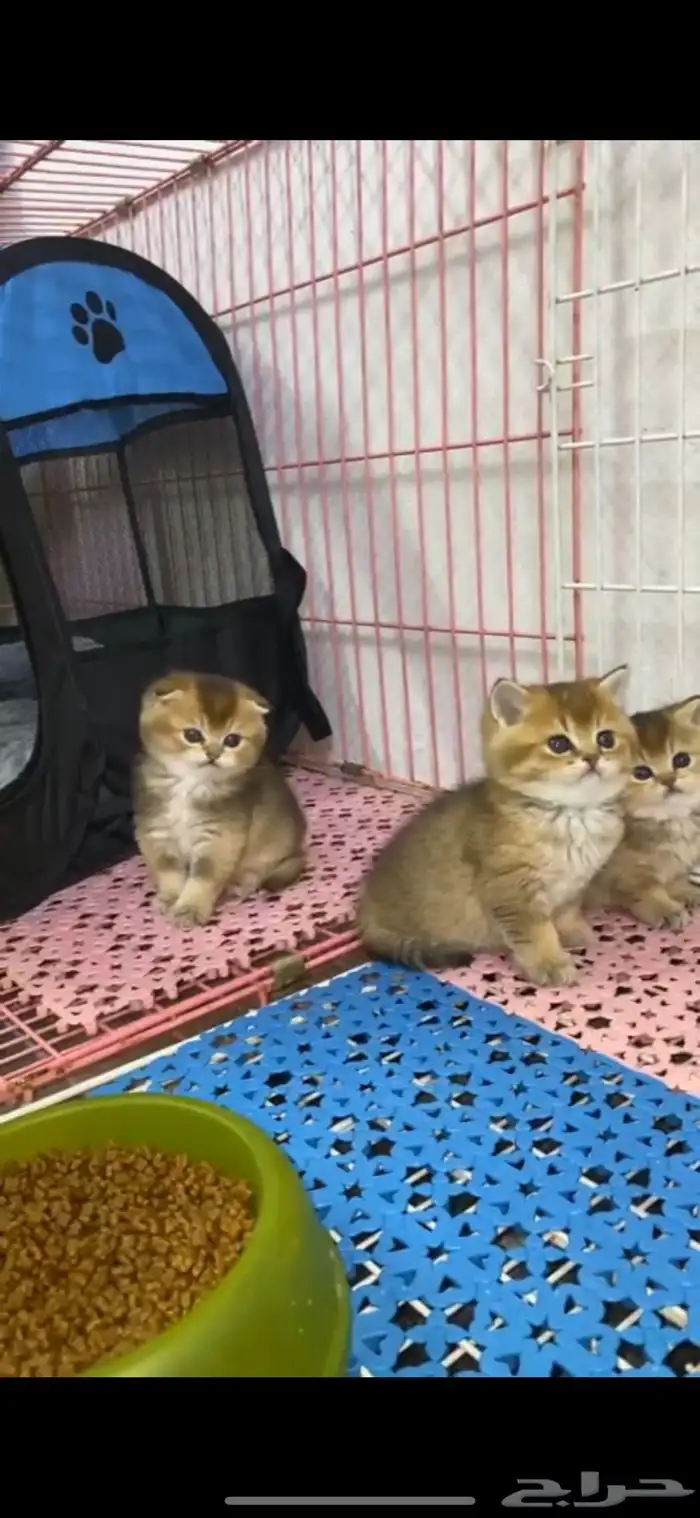 سكوتش فولد كيتنز كيتن برتش قولد سكوتش تربل فولد سكوتش ستريت 7