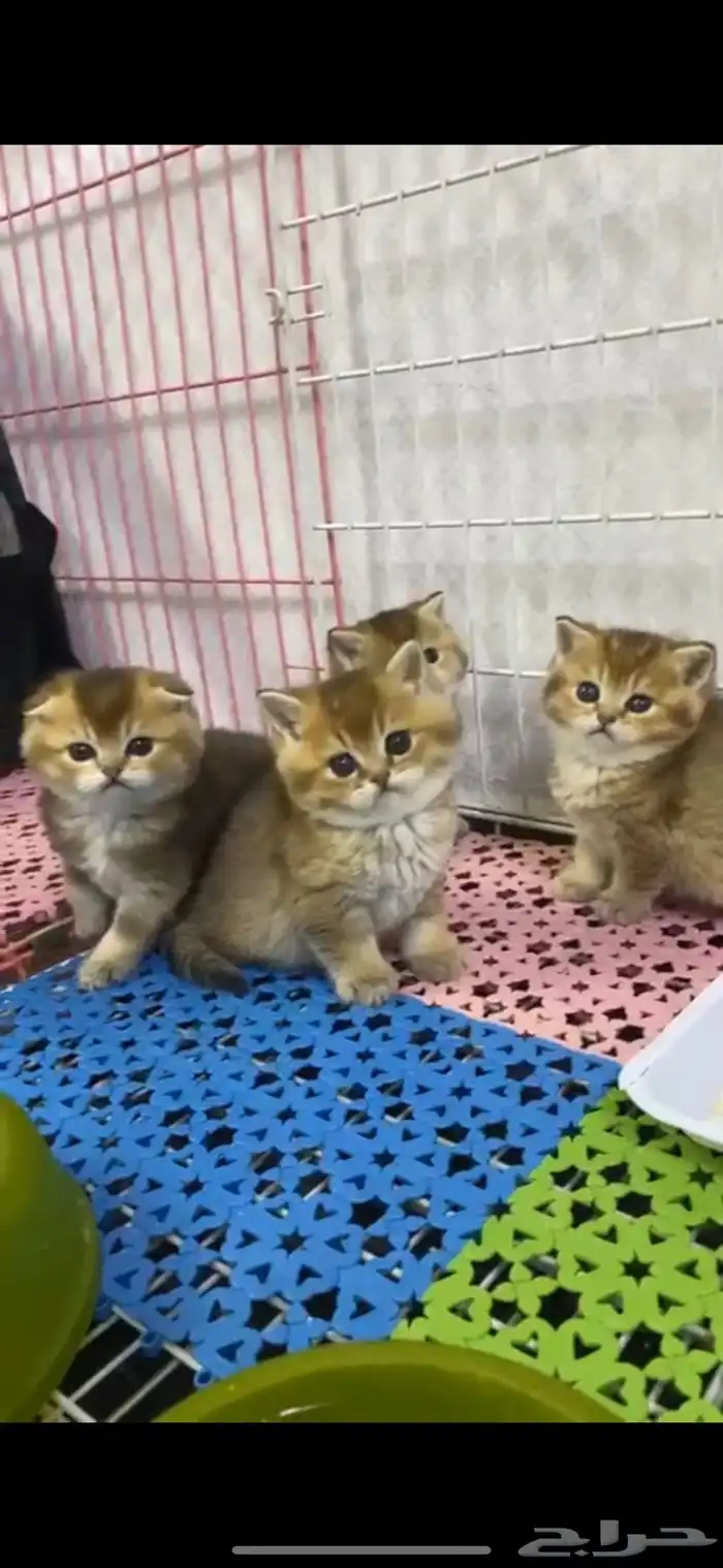 سكوتش فولد كيتنز كيتن برتش قولد سكوتش تربل فولد سكوتش ستريت 9