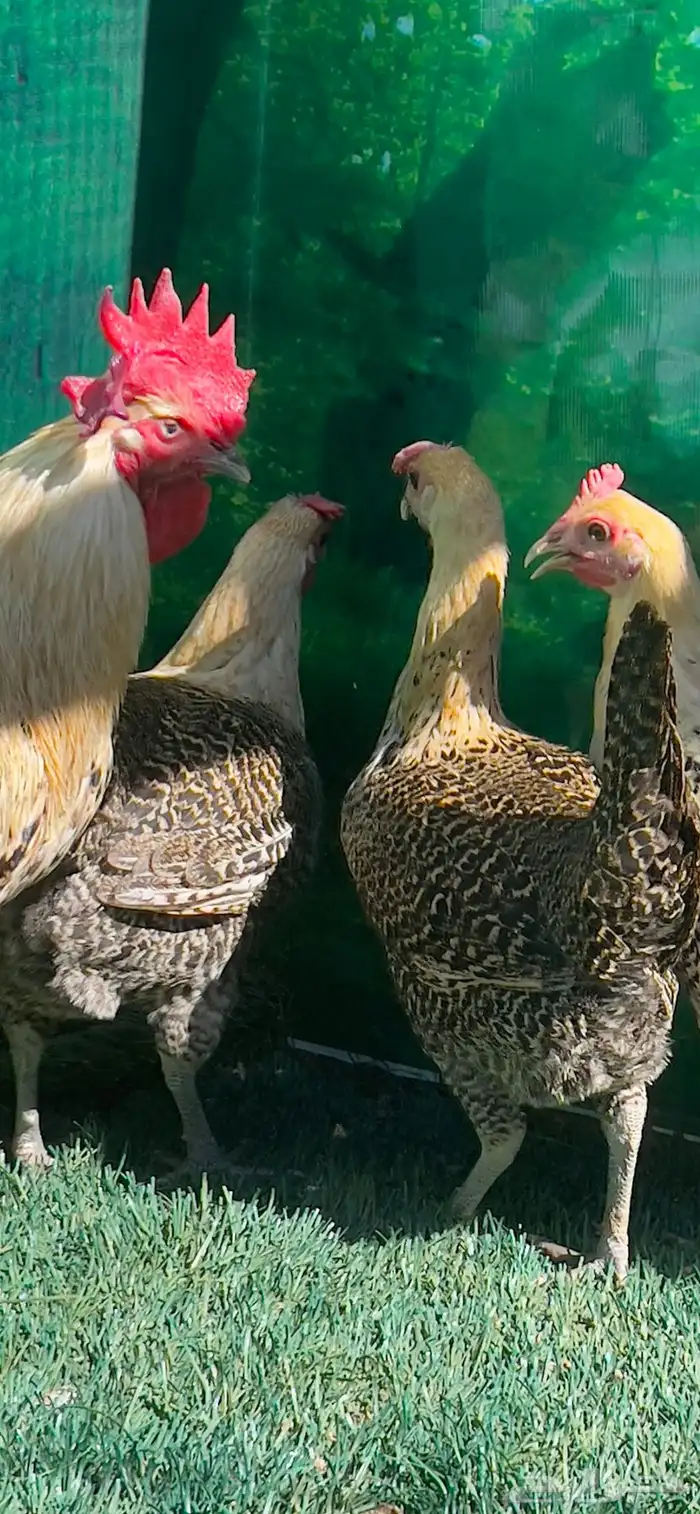 دجاج ( فيومي هرداوي   عربي شوكي) 9