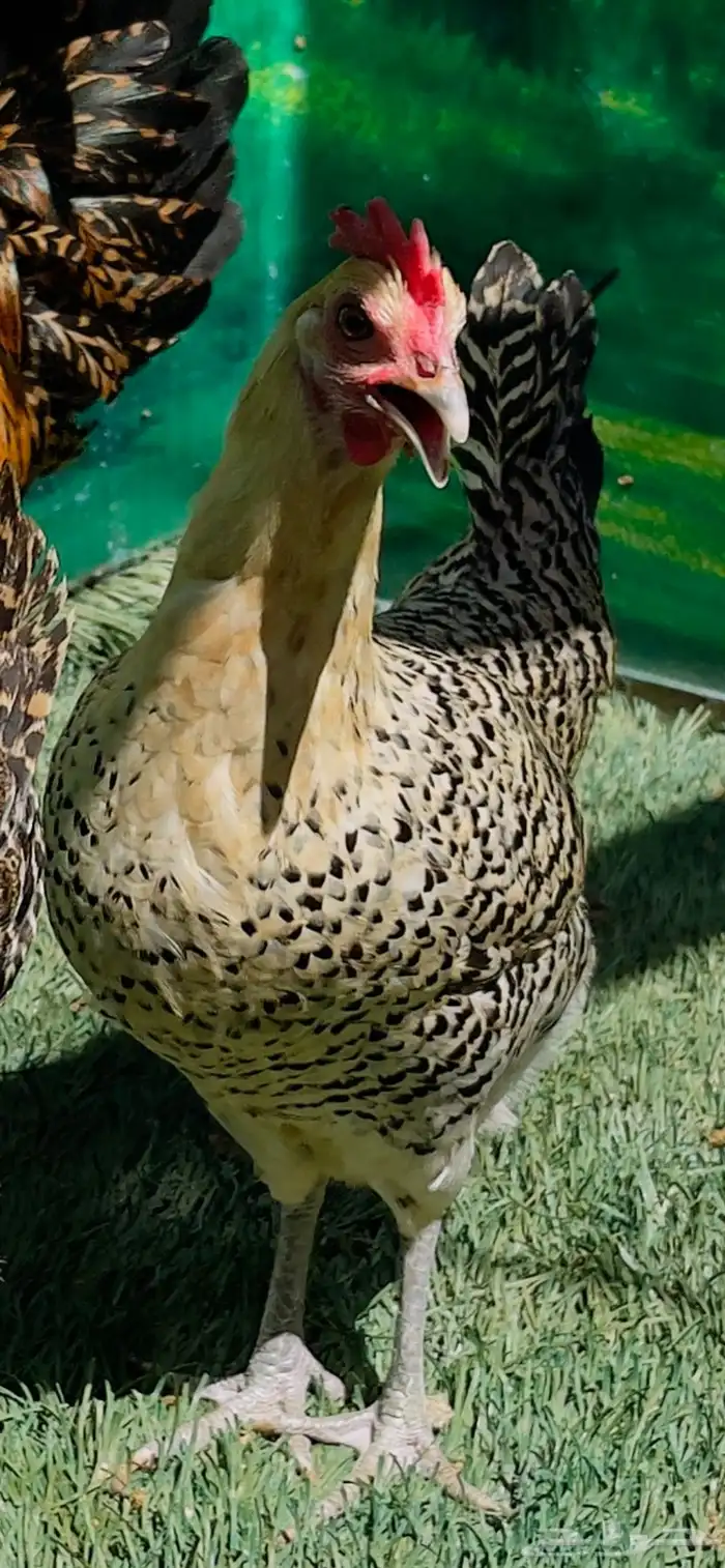 دجاج ( فيومي هرداوي   عربي شوكي) 4