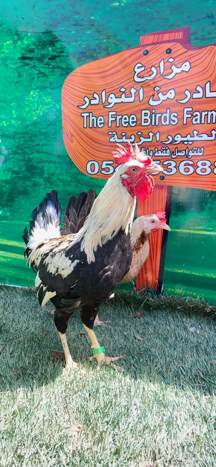 دجاج ( فيومي هرداوي   عربي شوكي) 11