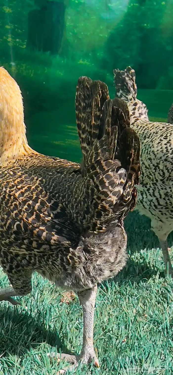 دجاج ( فيومي هرداوي   عربي شوكي) 7