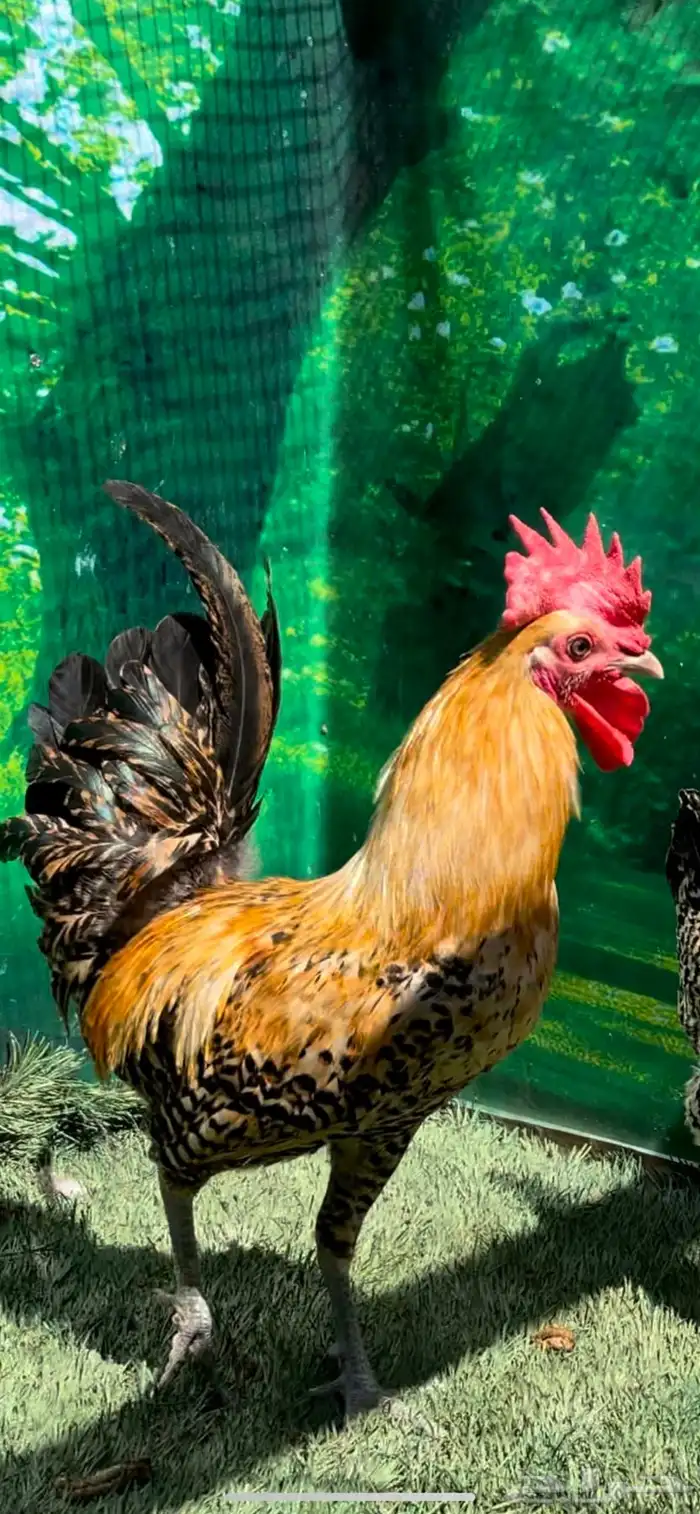 دجاج ( فيومي هرداوي   عربي شوكي) 2