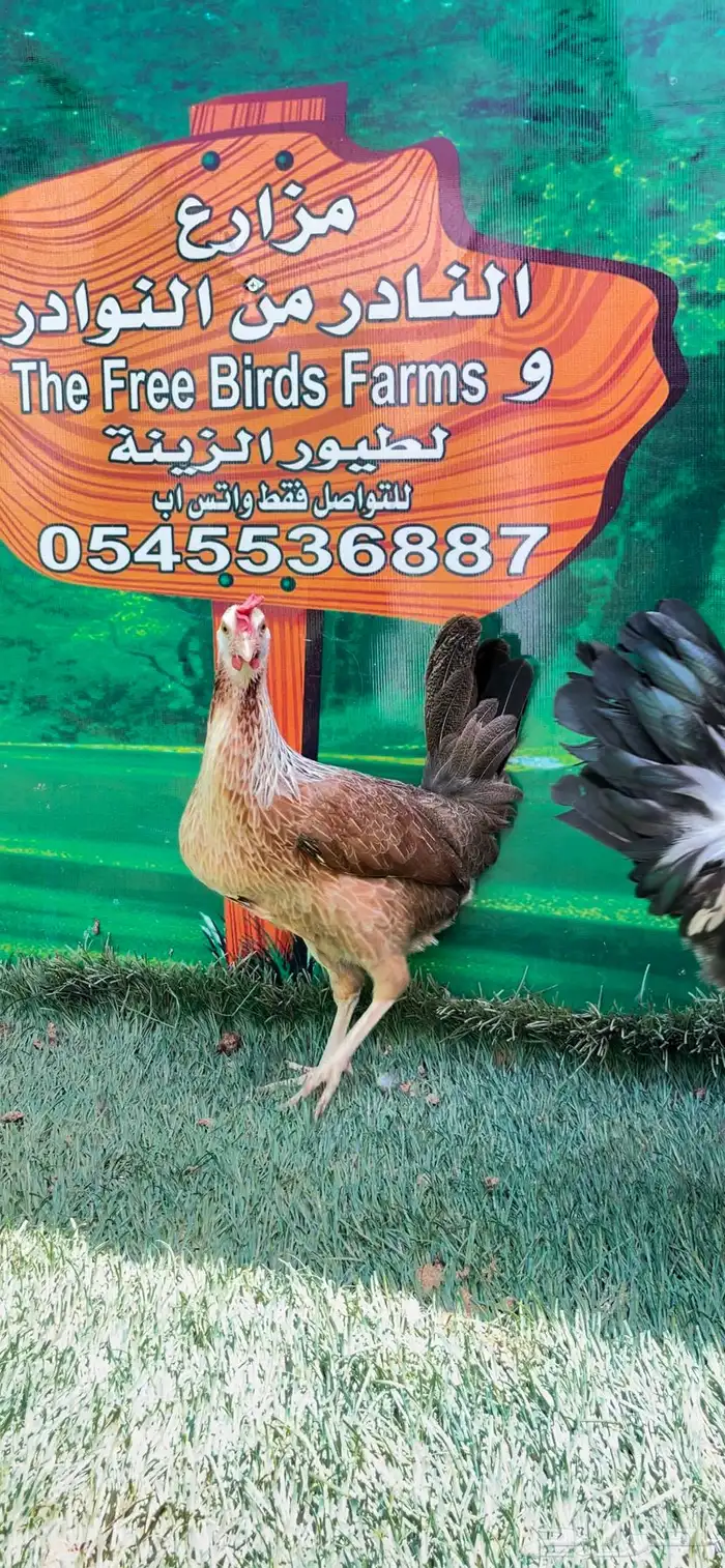 دجاج ( فيومي هرداوي   عربي شوكي) 14