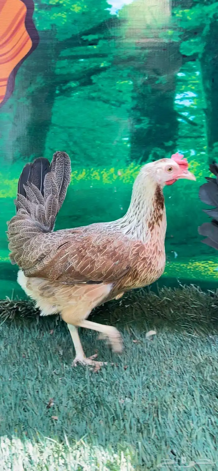 دجاج ( فيومي هرداوي   عربي شوكي) 15