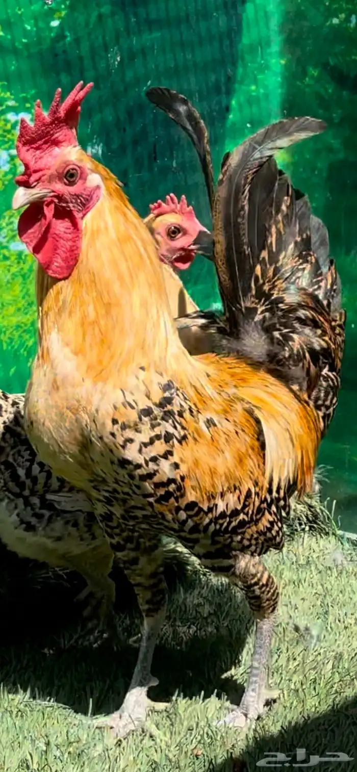 دجاج ( فيومي هرداوي   عربي شوكي) 1