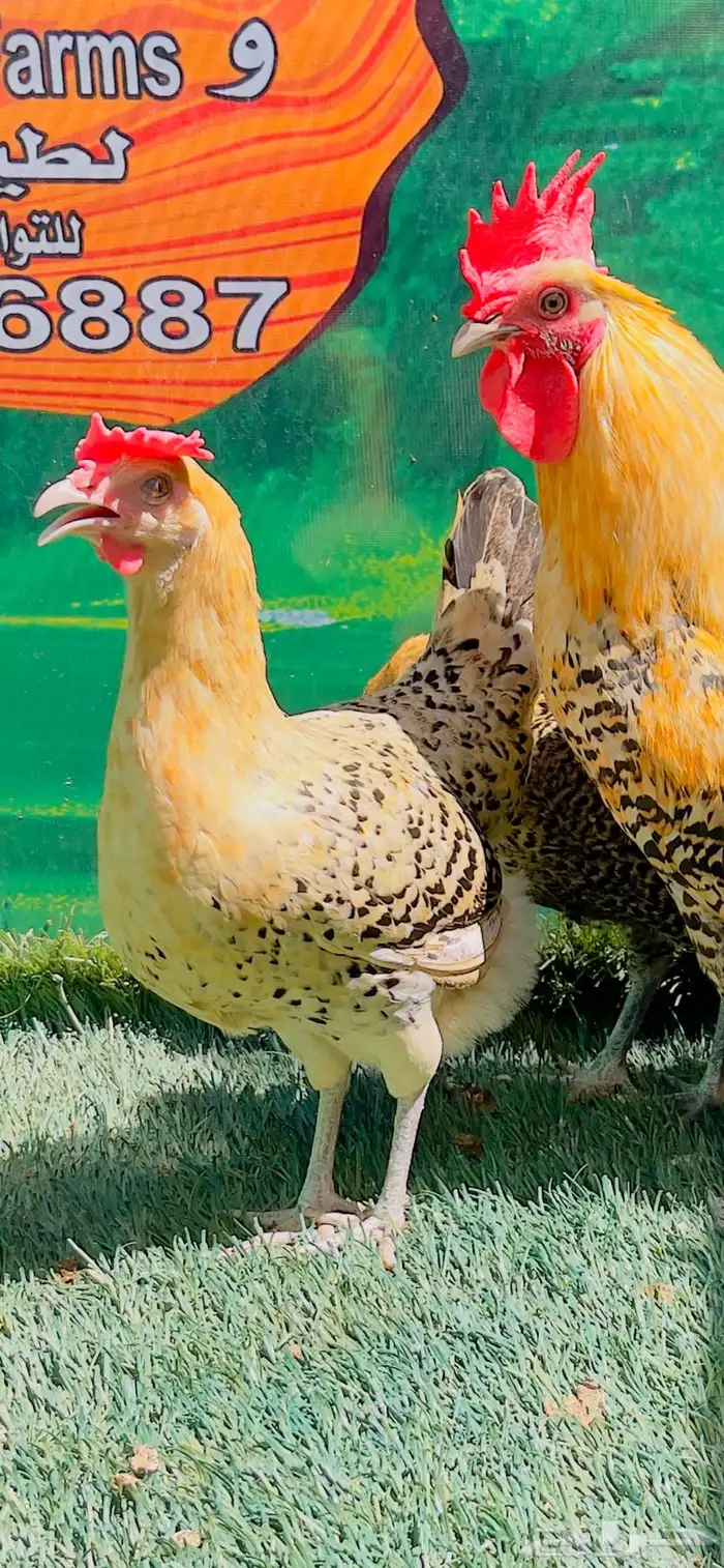 دجاج ( فيومي هرداوي   عربي شوكي) 0