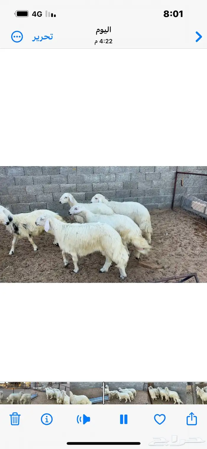 خرفان بلديه صفر نجران وتيوس بلديه دغس 47