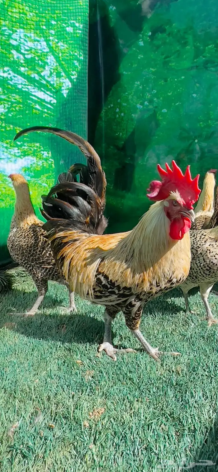 دجاج ( فيومي هرداوي   عربي شوكي) 3