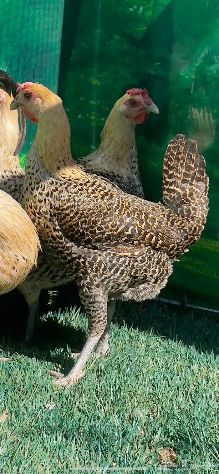 دجاج ( فيومي هرداوي   عربي شوكي) 6