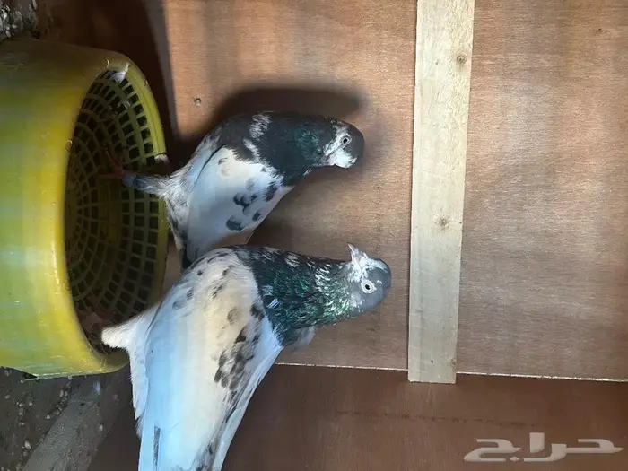 زوج تيدي كفو من طيور مربي معروف تم البيع 1