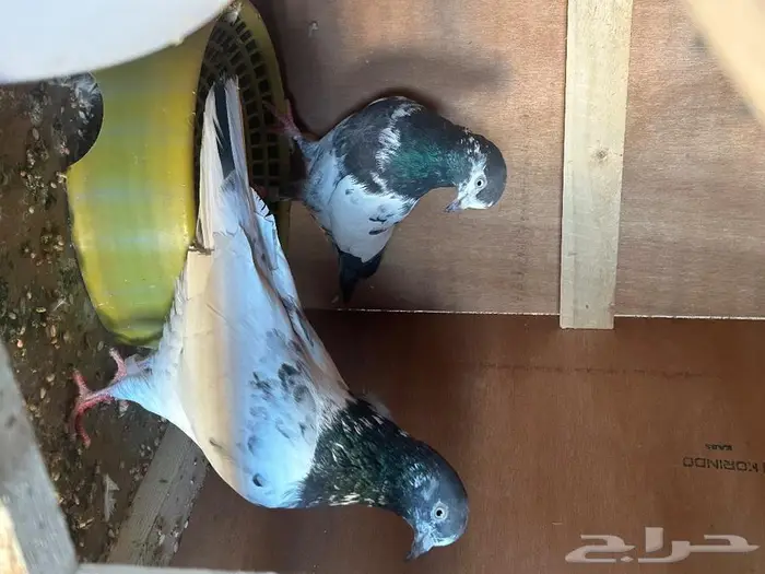 زوج تيدي كفو من طيور مربي معروف تم البيع 0