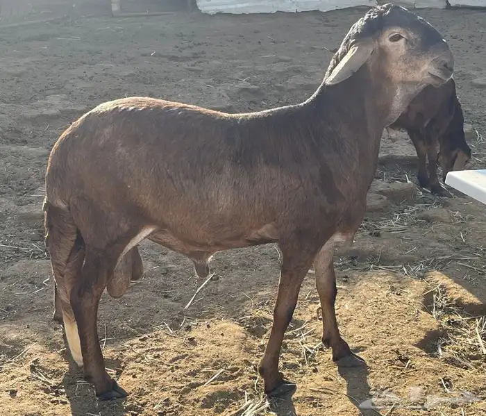 ذبايح سواكني مرابي جبر وهرفي فاخر مع التوصيل مجاني 1