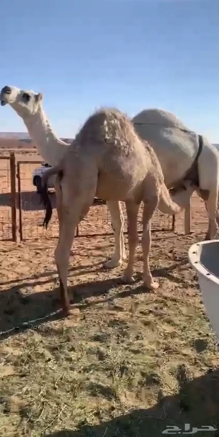 قعود كفو فل مغلق للبيع باقي تحت امه 0