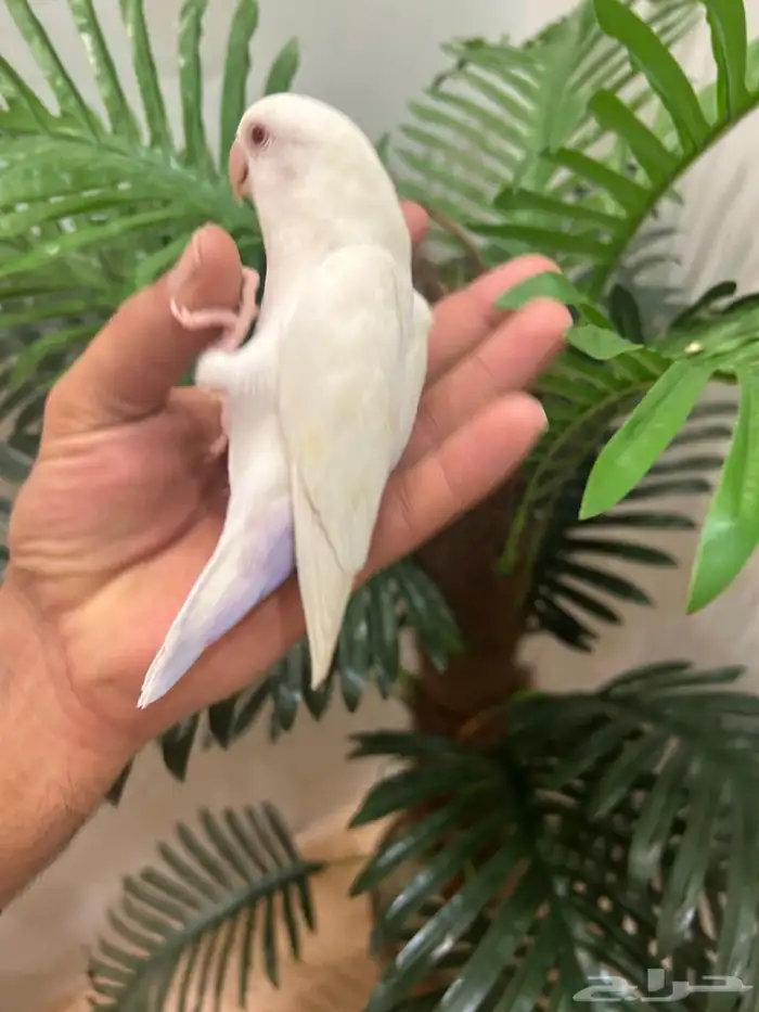 ببغاء روز هدد خارجي داخلي شرط العمر 9 شهور ذكر تم البيع 7