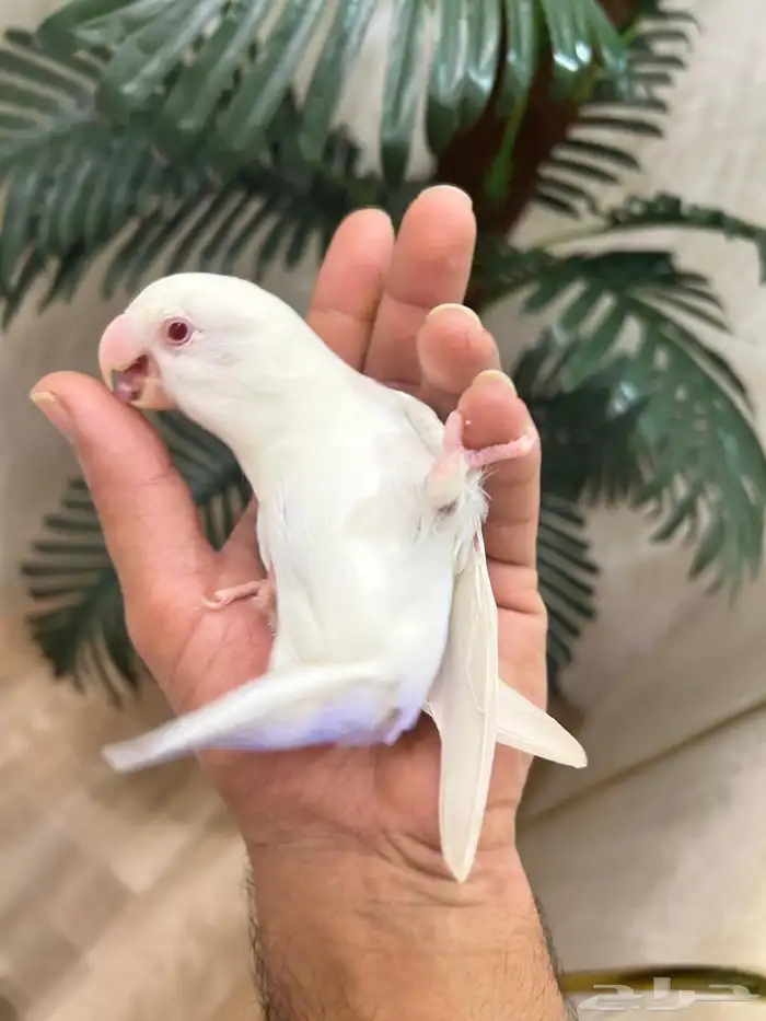 ببغاء روز هدد خارجي داخلي شرط العمر 9 شهور ذكر تم البيع 10