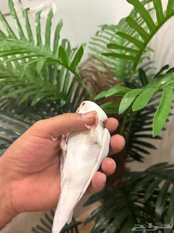 ببغاء روز هدد خارجي داخلي شرط العمر 9 شهور ذكر تم البيع 15