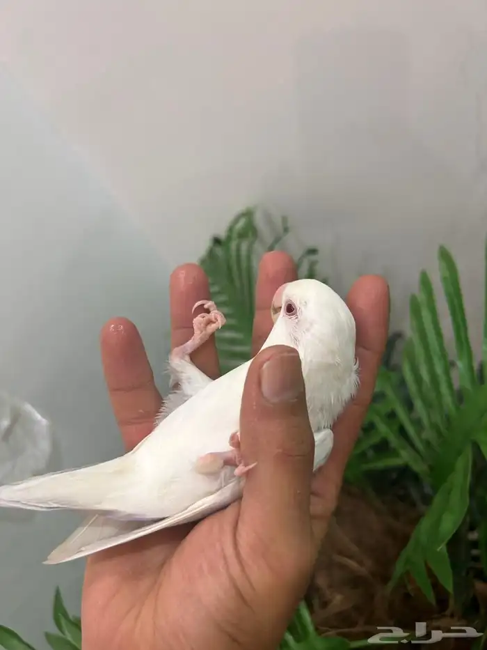 ببغاء روز هدد خارجي داخلي شرط العمر 9 شهور ذكر تم البيع 6