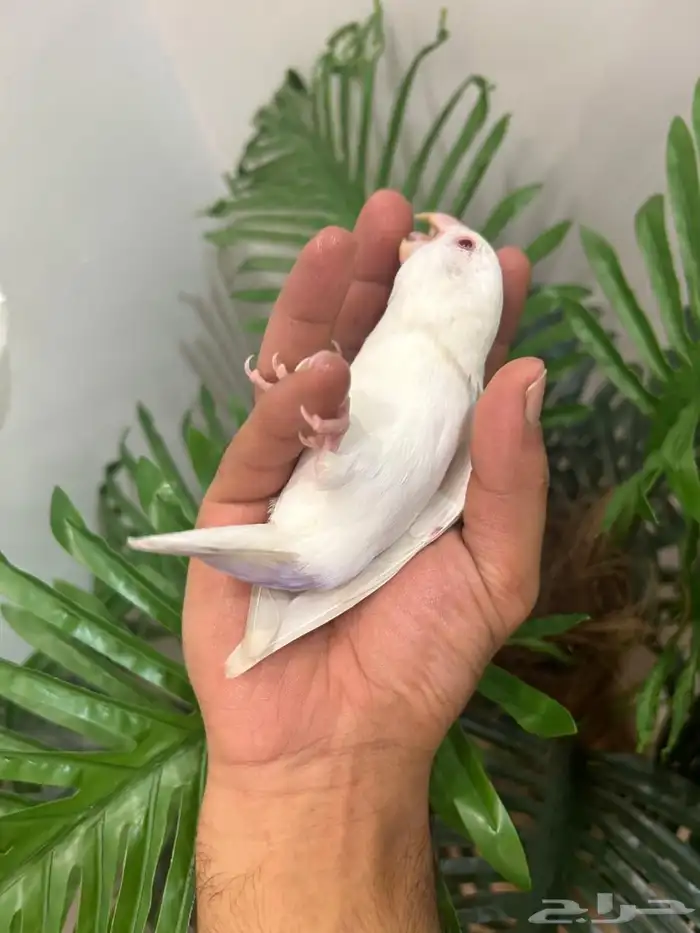ببغاء روز هدد خارجي داخلي شرط العمر 9 شهور ذكر تم البيع 1