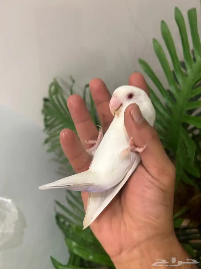 ببغاء روز هدد خارجي داخلي شرط العمر 9 شهور ذكر تم البيع 4