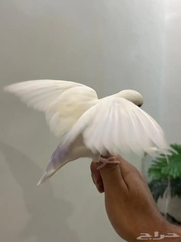 ببغاء روز هدد خارجي داخلي شرط العمر 9 شهور ذكر تم البيع 13