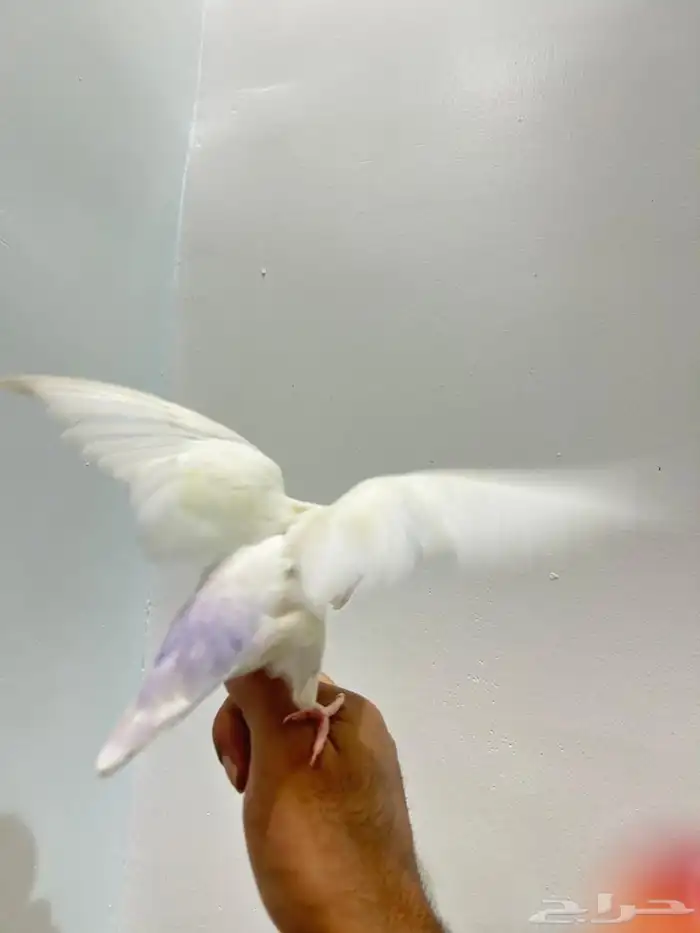 ببغاء روز هدد خارجي داخلي شرط العمر 9 شهور ذكر تم البيع 12