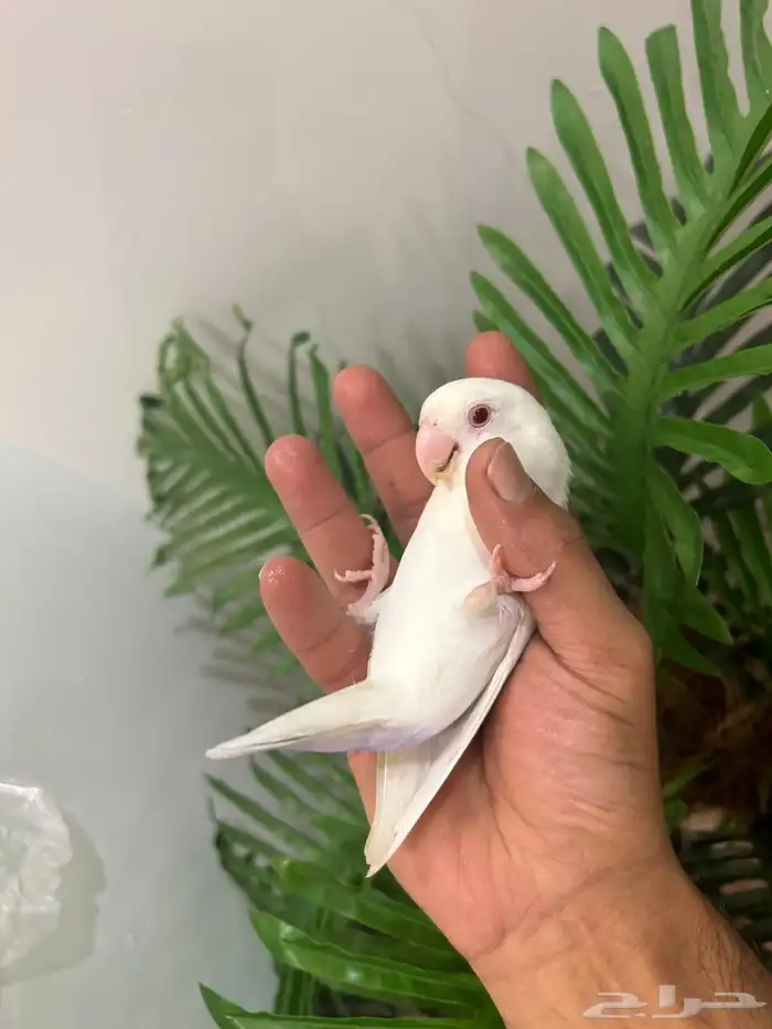 ببغاء روز هدد خارجي داخلي شرط العمر 9 شهور ذكر تم البيع 2