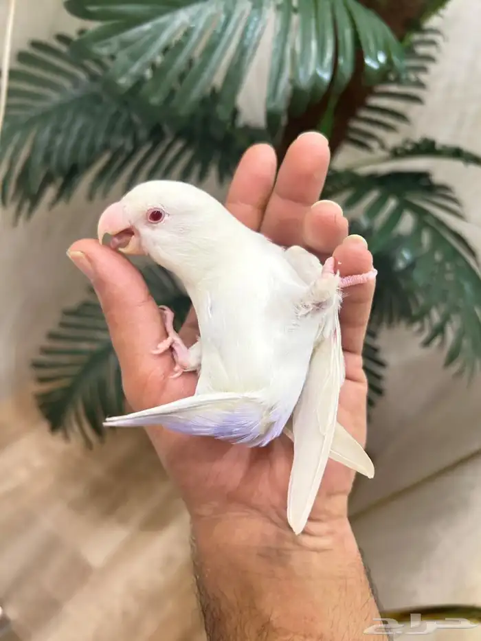 ببغاء روز هدد خارجي داخلي شرط العمر 9 شهور ذكر تم البيع 11