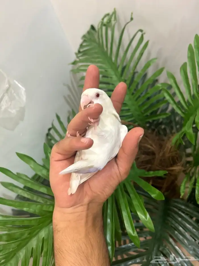 ببغاء روز هدد خارجي داخلي شرط العمر 9 شهور ذكر تم البيع 17