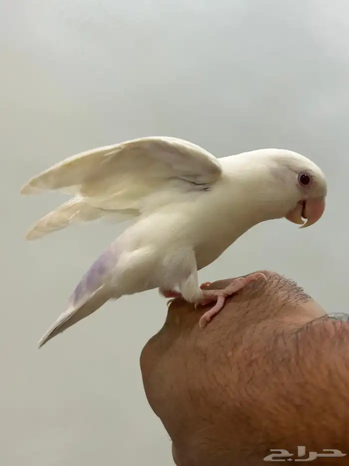 ببغاء روز هدد خارجي داخلي شرط العمر 9 شهور ذكر تم البيع 14