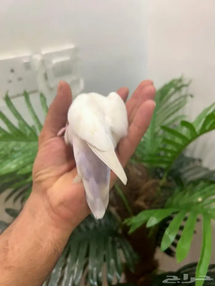 ببغاء روز هدد خارجي داخلي شرط العمر 9 شهور ذكر تم البيع 5