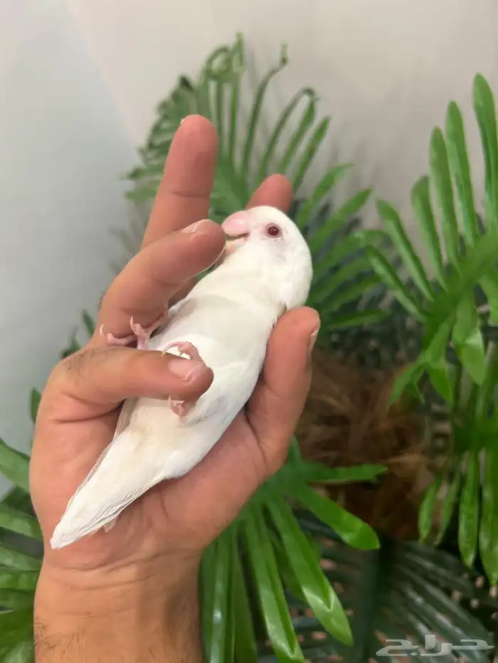 ببغاء روز هدد خارجي داخلي شرط العمر 9 شهور ذكر تم البيع 3