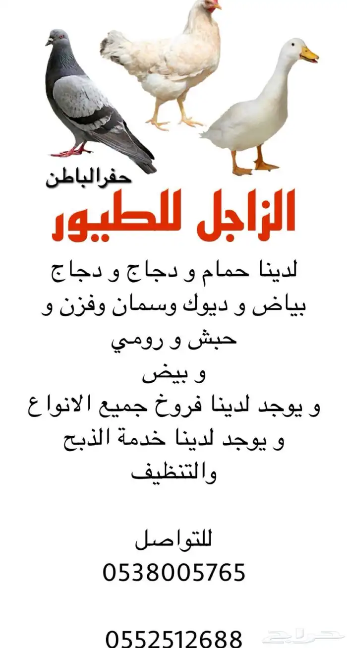 دجاج ديوك بط رومي وز حبشي بكيني 0