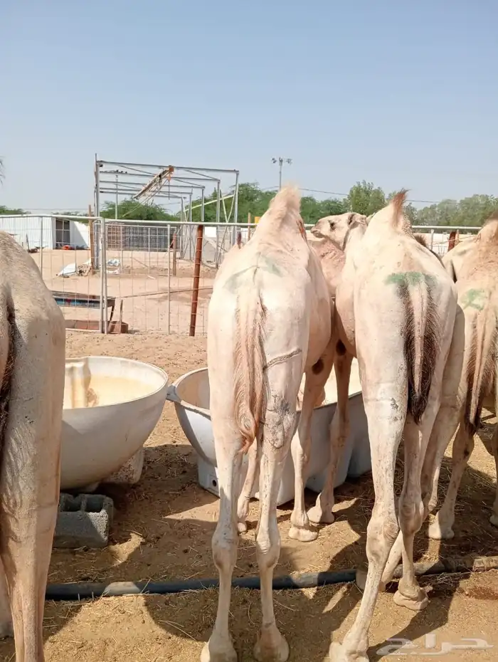 قعدان ويوجد عنا سوكن وبربري 4