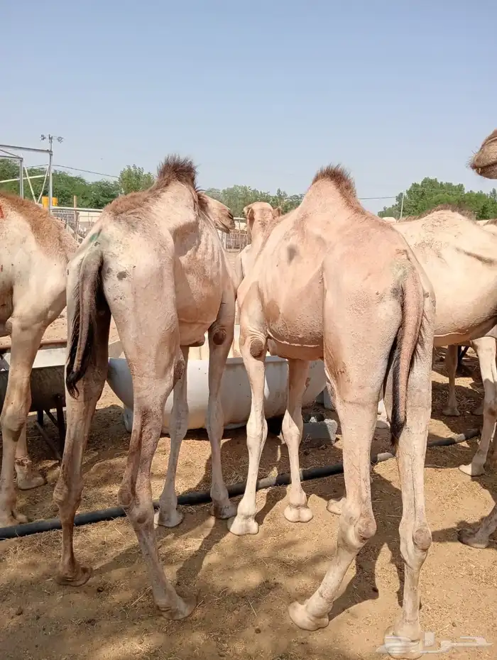 قعدان ويوجد عنا سوكن وبربري 0