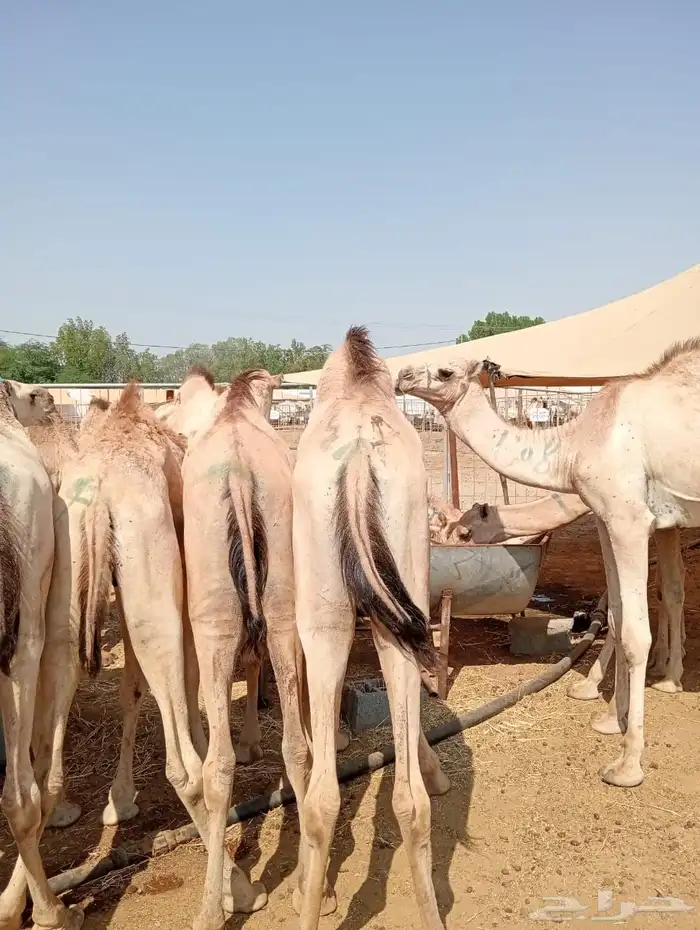 قعدان ويوجد عنا سوكن وبربري 8