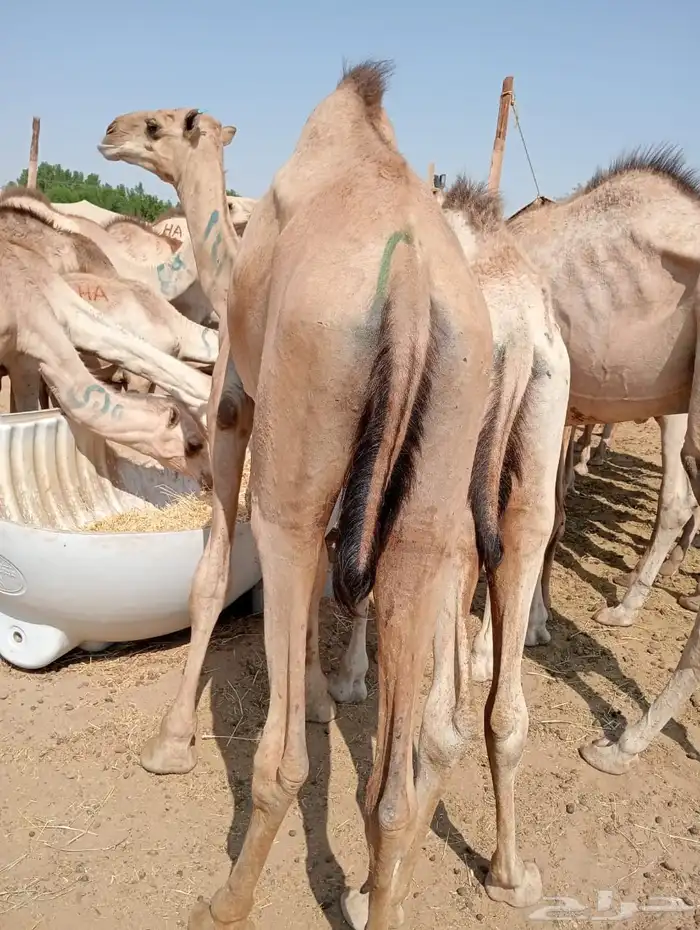 قعدان ويوجد عنا سوكن وبربري 7