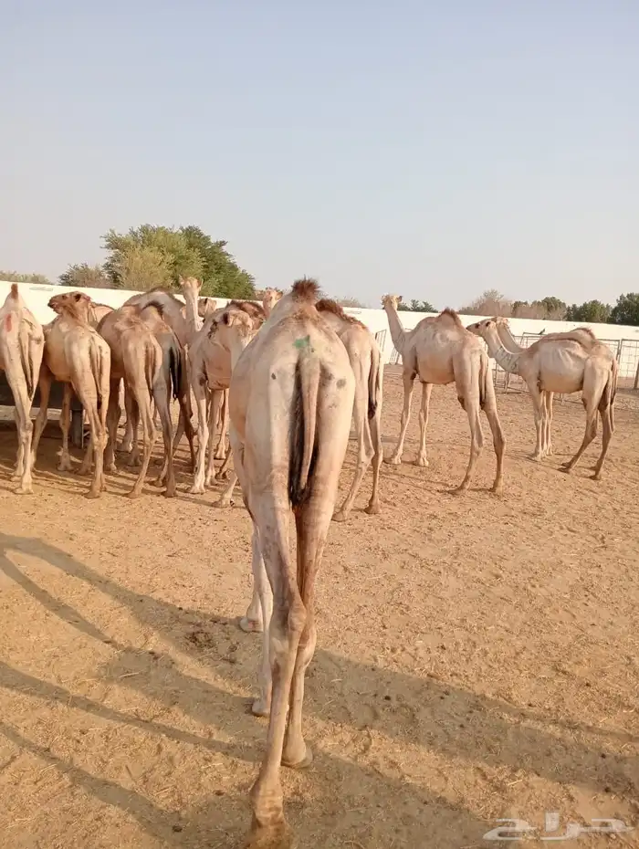 قعدان ويوجد عنا سوكن وبربري 10