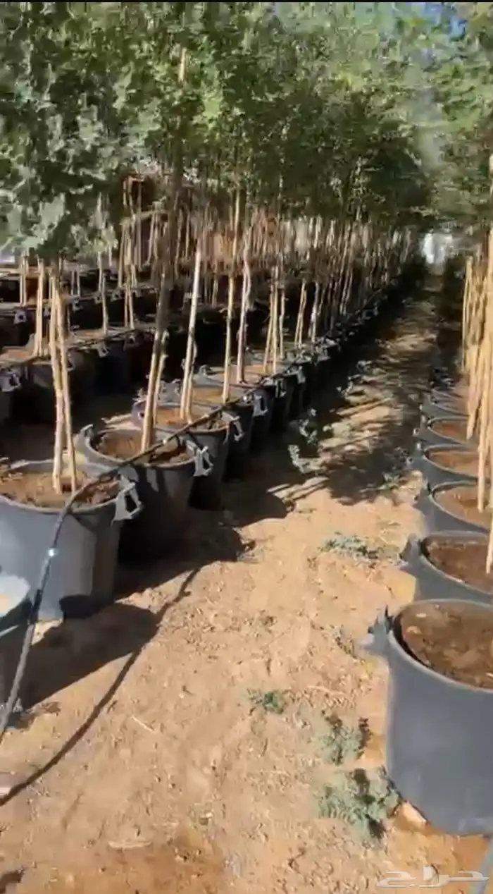 شجر سدر بلدي سدر بري سدر جنوبي 0