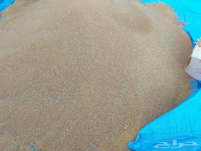 بذر بذور برسيم بلدي مشروط يوجد خصم للكميات الكبيره 11