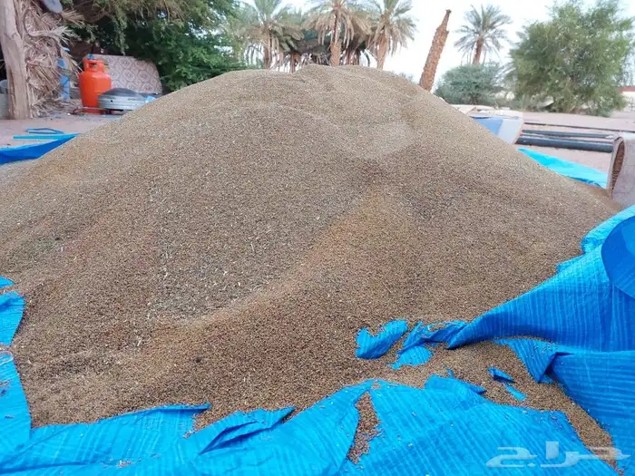 بذر بذور برسيم بلدي مشروط يوجد خصم للكميات الكبيره 13